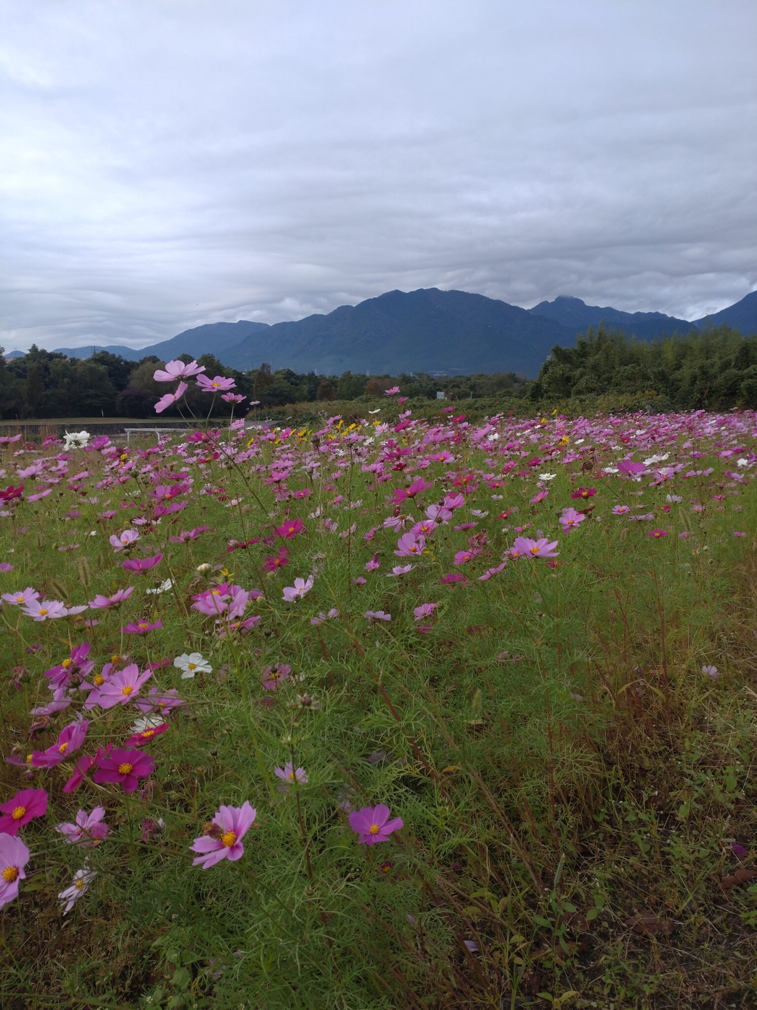 秋桜